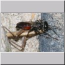 Tachysphex pompiliformis - Grabwespe w01i 8mm mit Nymphe eines Chorthippus albomarginatus - OS-Wallenhorst-Tongrube-Lehmwiese.jpg